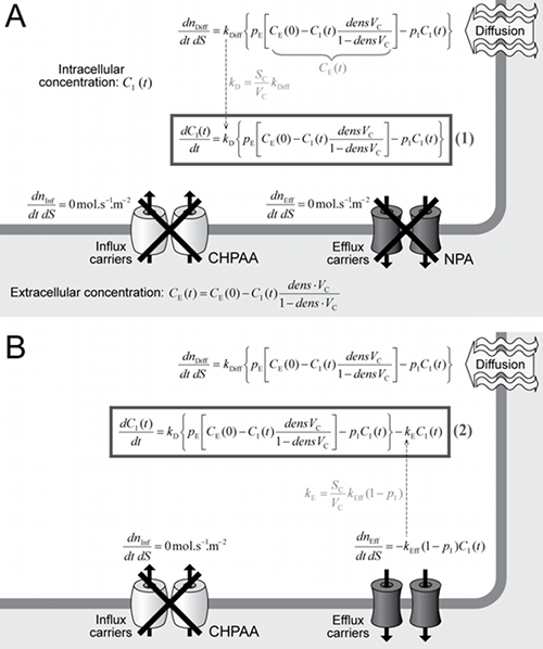 Znázornění konstrukce matematického modelu akumulace 2,4-D v buňce